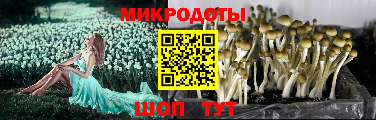 Псилоцибиновые грибы мицелий Камышлов
